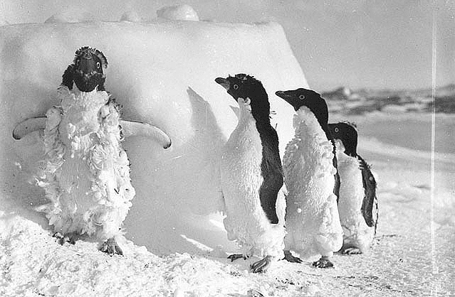 , 201104antarctica51