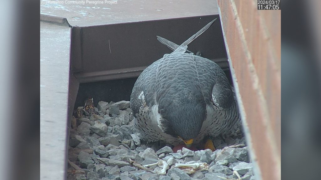 , 202403FalconEgg