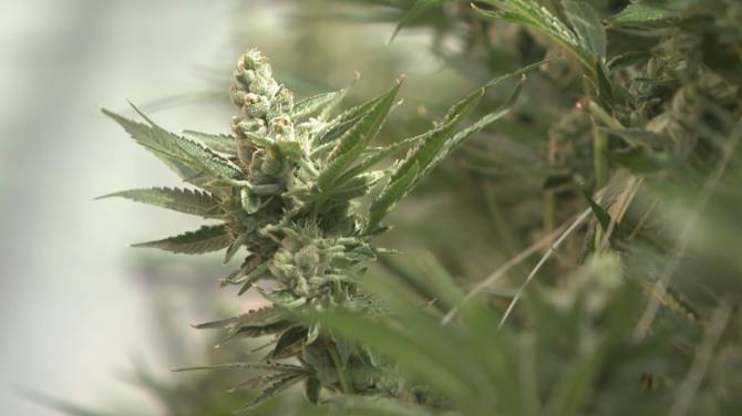 Click to play video: Debunking myths around medicinal marijuana