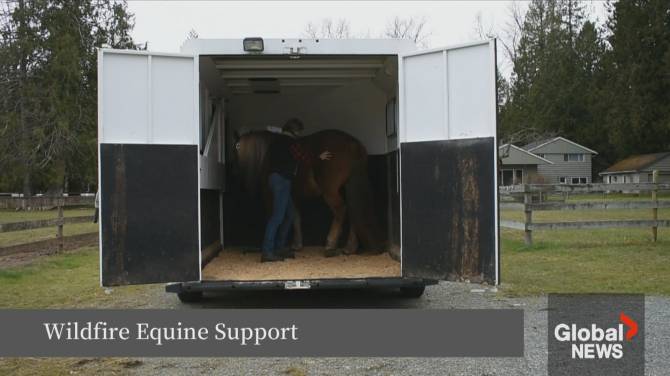 Click to play video: Alberta wildfires: Emergency help for equine owners