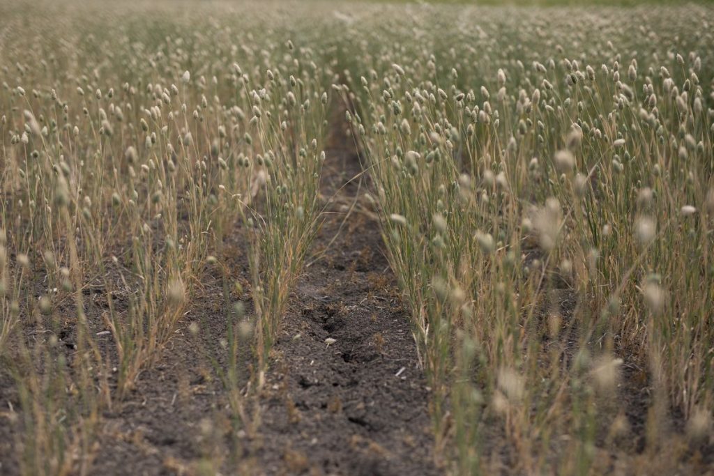 , 202404CanarySeed
