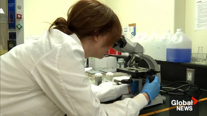 Click to play video: Canadian researchers look at targeting inflammation as possible treatment for ALS